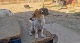 Blanquito