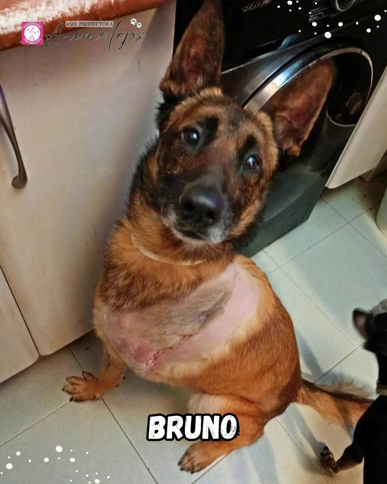 Bruno