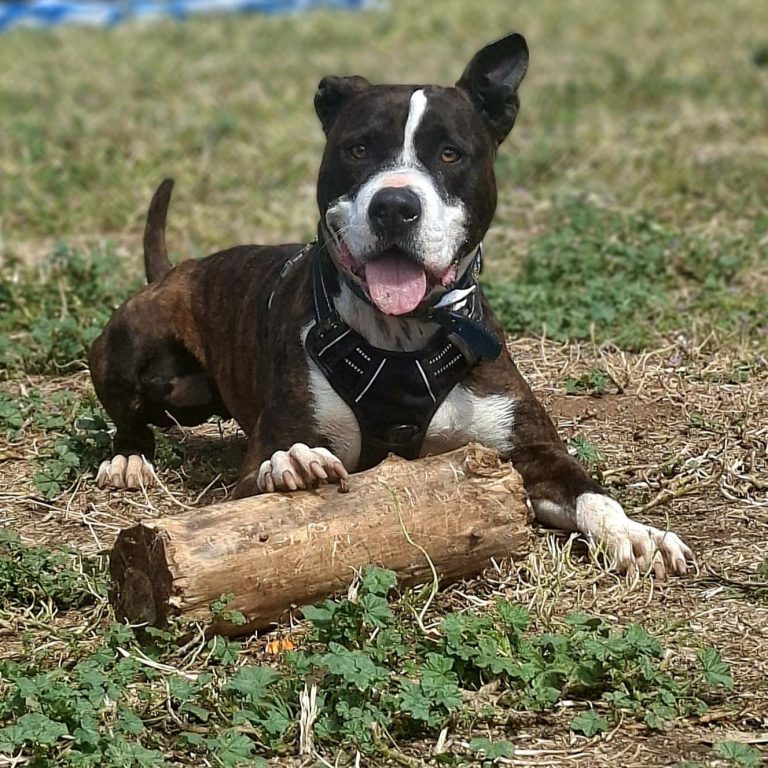 Brutal Brutal